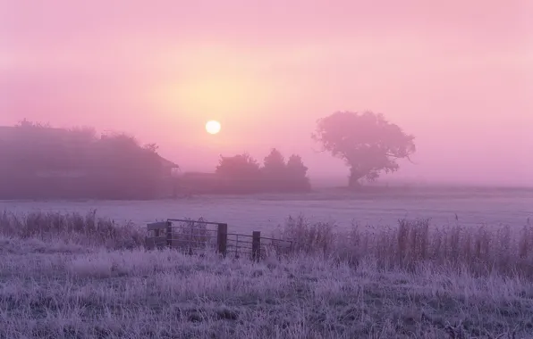 Солнце, туман, дерево, Утро, мороз