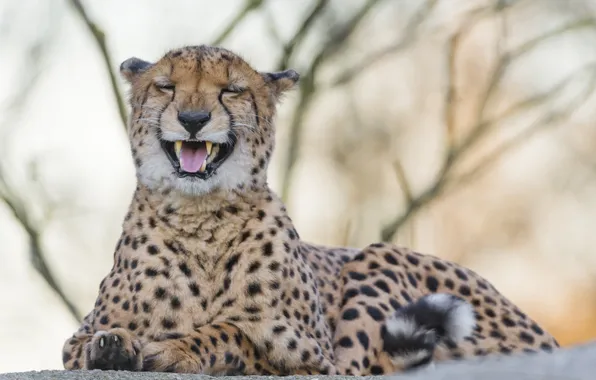Картинка кошка, гепард, клыки, ©Tambako The Jaguar