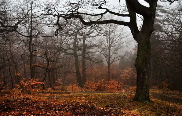 Картинка осень, деревья, туман, листва, trees, autumn, fog, foliage
