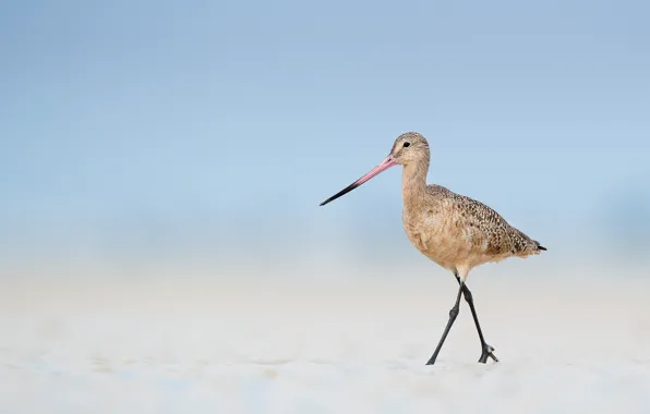 Beach, bird, sand, wildlife