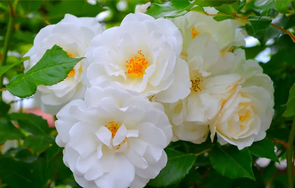 Чайная роза, White roses, Белые розы