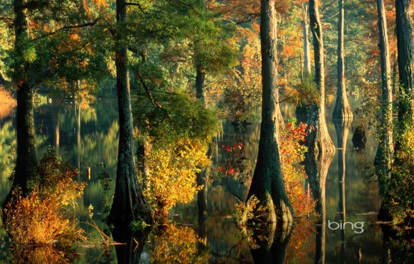 Картинка осень, лес, листья, вода, деревья, разлив