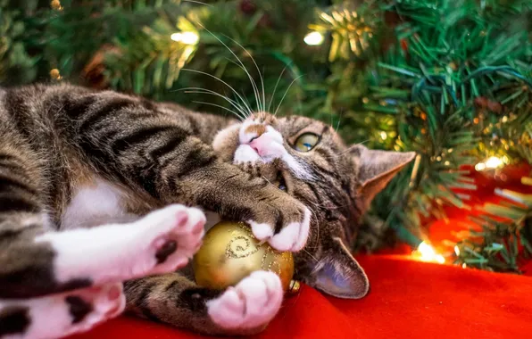 Кошка, кот, взгляд, ветки, огни, поза, игрушка, лапки