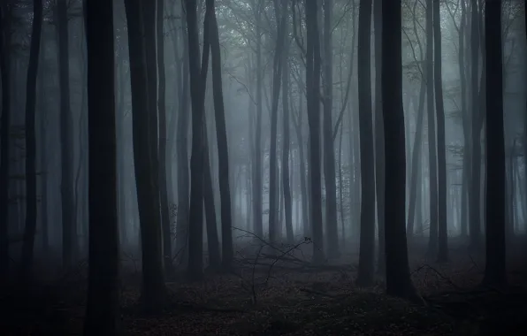 Лес, деревья, природа, туман, сумрак, Karl Irle