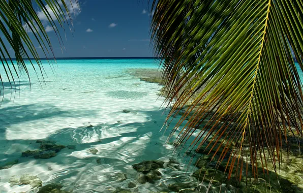 Картинка море, небо, вода, прозрачность, природа, пальмы, листва, мальдивы