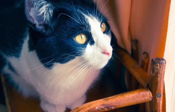 Картинка глаза, котенок, стул, kitten, eyes, chair, милый кот, cute cat