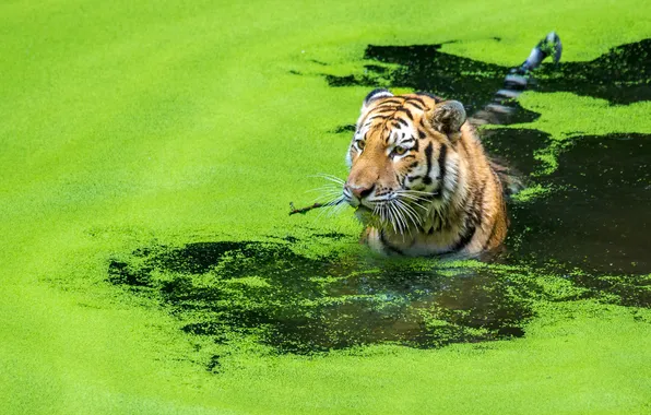 Картинка кошка, вода, тигр, охота