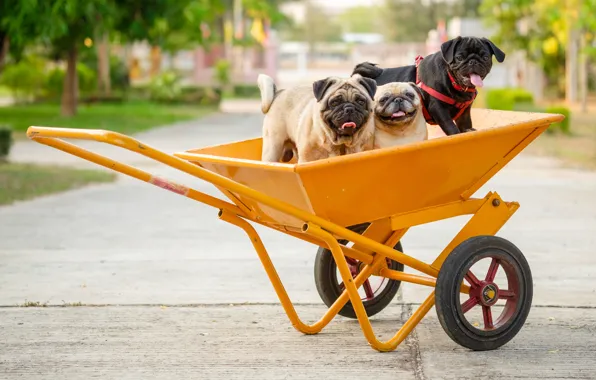 Dogs, wheel, wheelbarrow