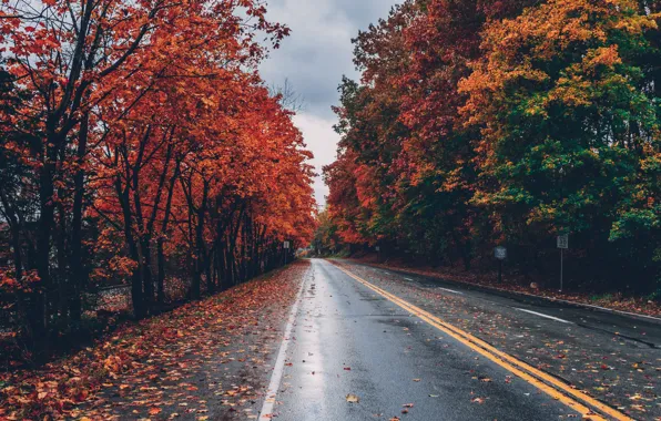 Дорога, осень, листья, деревья, парк, road, landscape, nature
