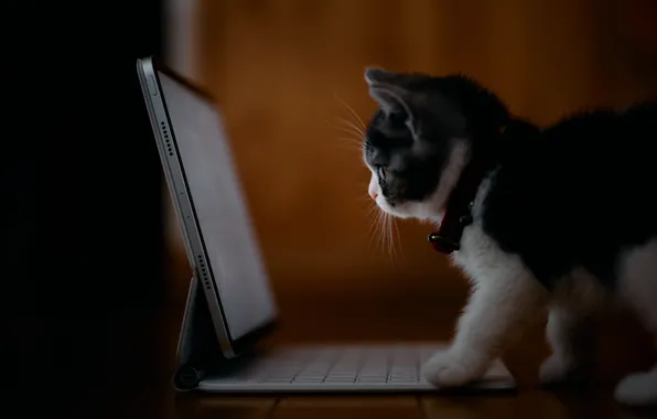 Кошка, котенок, малыш, монитор