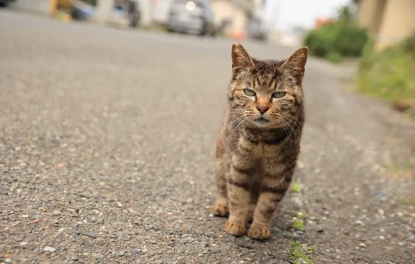 Кот, взгляд, уличный