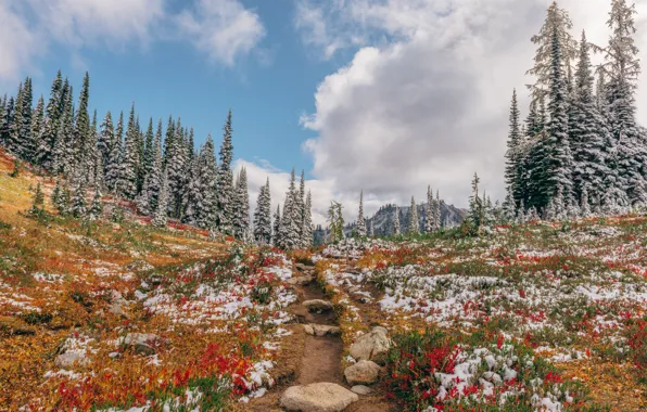 Картинка лес, снег, деревья, тропинка, Washington, штат Вашингтон, North Cascades National Park, Heather Meadows