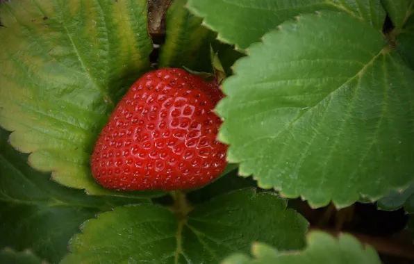 Картинка Макро, Клубника, Strawberry, Macro