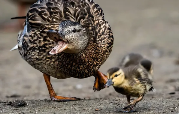 Птицы, утки, Momma goes quackers