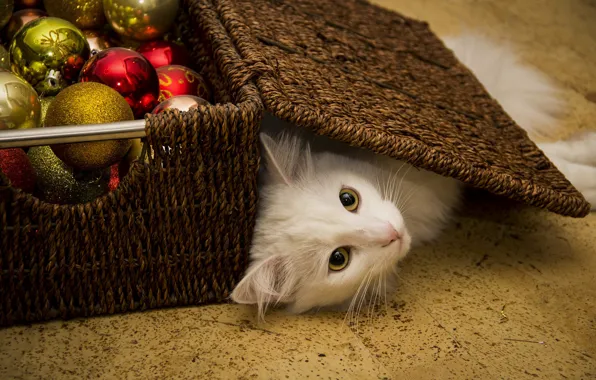 Кошка, белый, кот, взгляд, шарики, поза, коробка, Рождество