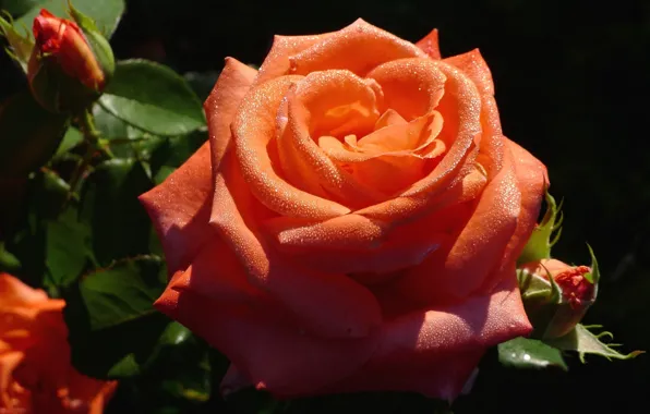 Капли, макро, розы