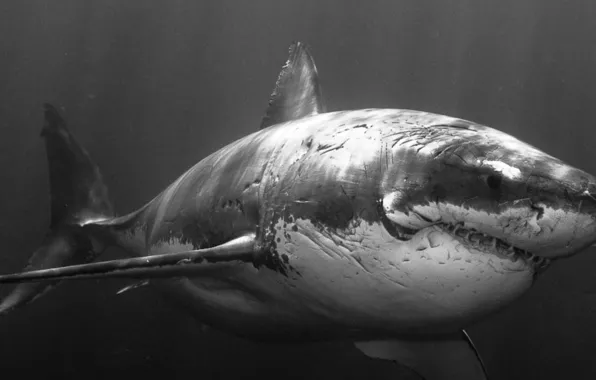 Animals, monochrome, shark, fish, Great White Shark, animal themes