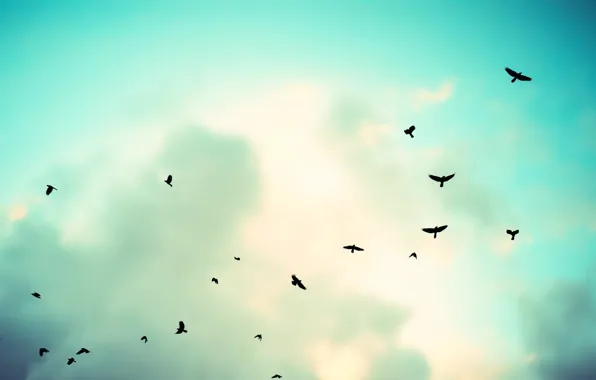 Sky, clouds, birds