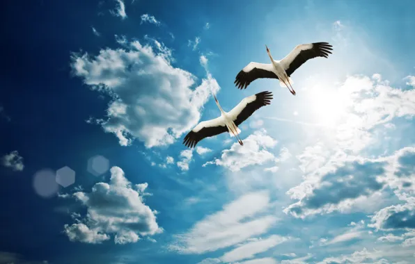 Sky, clouds, sun, storks