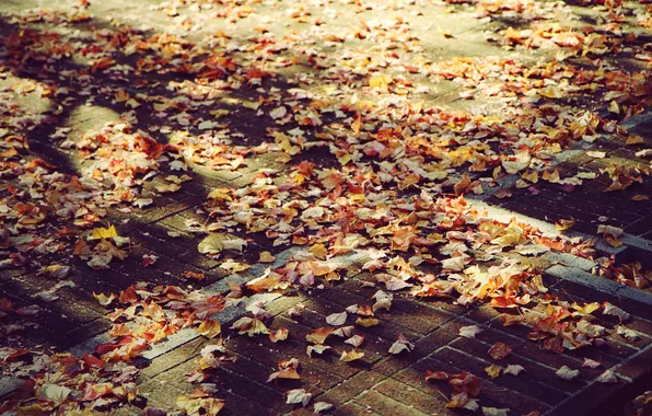 Картинка осень, листья, листва, Город, Улица, тротуар, листики, wallpapers