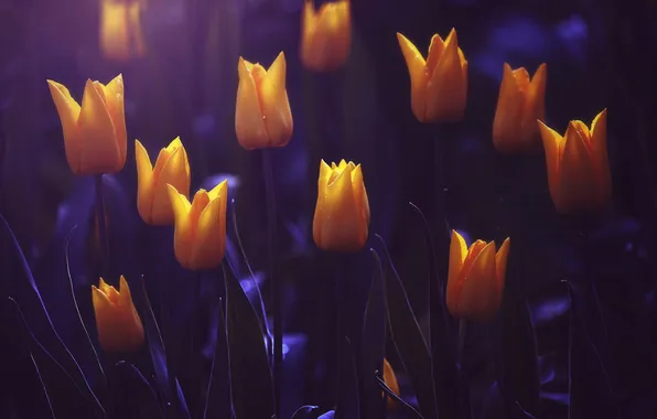 Картинка цветы, размытость, тюльпаны, жёлтые
