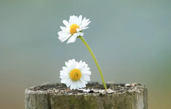Цветы, лепестки, стебель, ствол, flowers, petals, trunk, stalk