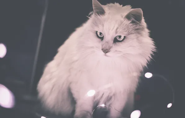 Кошка, фон, шерсть, пушистая
