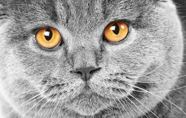 Кошка, глаза, кот, морда, серый, желтые, cat, британский