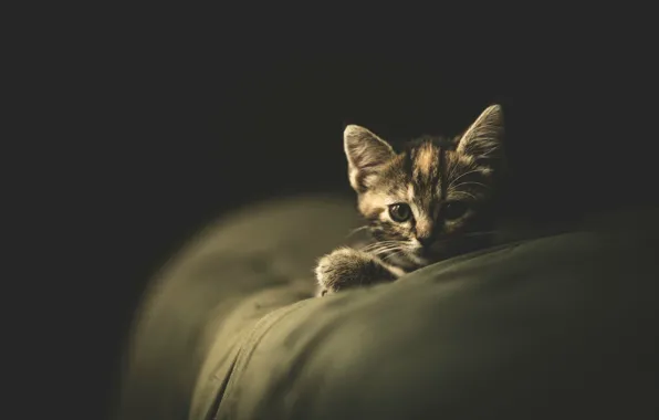 Кошка, кот, темный фон, котенок