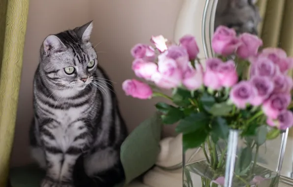 Кошка, кот, взгляд, цветы, розы, букет, зеркало, ваза