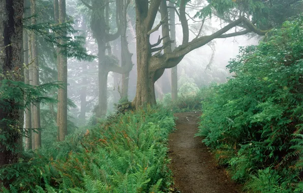 Картинка лес, туман, тропа, папоротник