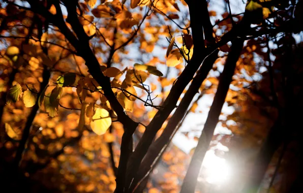 Листья, солнце, макро, лучи, деревья, оранжевый, ветки, желтый