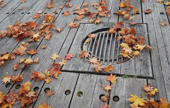 Картинка осень, листья, фон, colorful, клен, wood, background, autumn