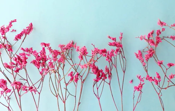 Картинка цветы, ветки, фон, розовые, pink, flowers