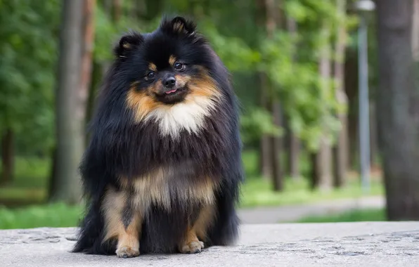 Картинка summer, black, nature, dog, background, posing, show, pomeranian