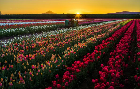 Картинка поле, солнце, закат, цветы, природа, трактор, тюльпаны, США