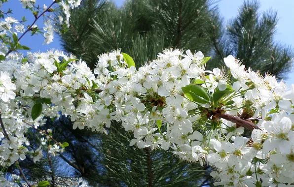 Вишня, весна, цветение, апрель