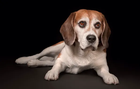 Взгляд, собака, чёрный фон