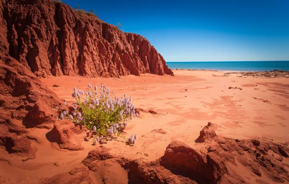 Картинка море, небо, цветы, скалы, Австралия