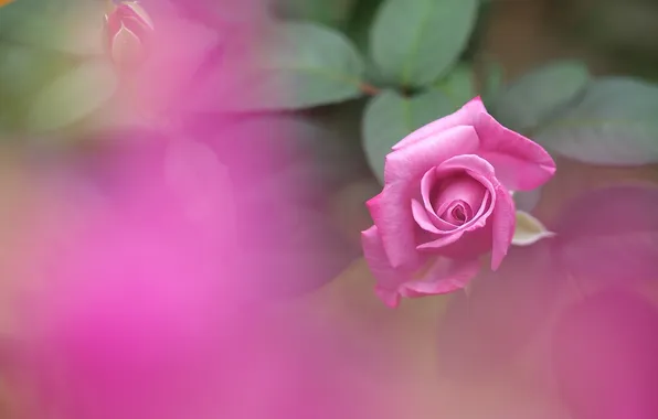 Картинка цветок, розовая, роза, лепестки