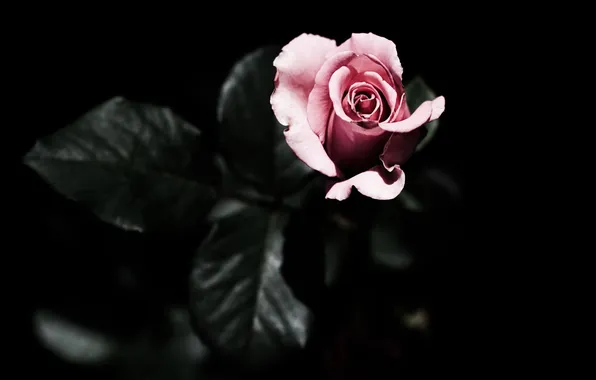 Цветы, розовая, роза