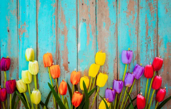 Цветы, доски, colorful, тюльпаны, wood, flowers, tulips, grunge