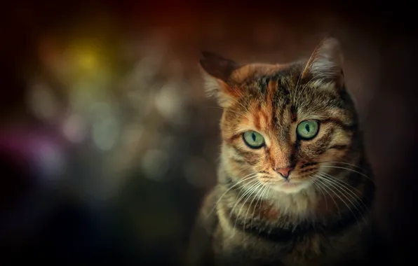 Кошка, портрет, мордочка, зелёные глаза