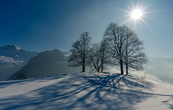 Картинка зима, солнце, снег, деревья, следы