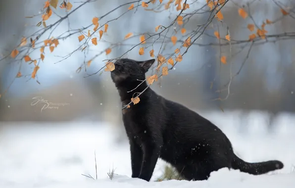 Картинка зима, кошка, кот, листья, снег, ветки, природа, животное