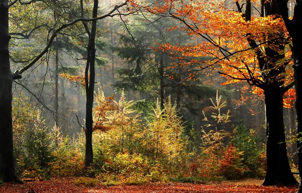 Осень, лес, деревья, туман, растения, forest, trees, Autumn