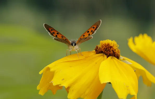Картинка цветок, природа, бабочка, крылья, лепестки, насекомое, мотылек
