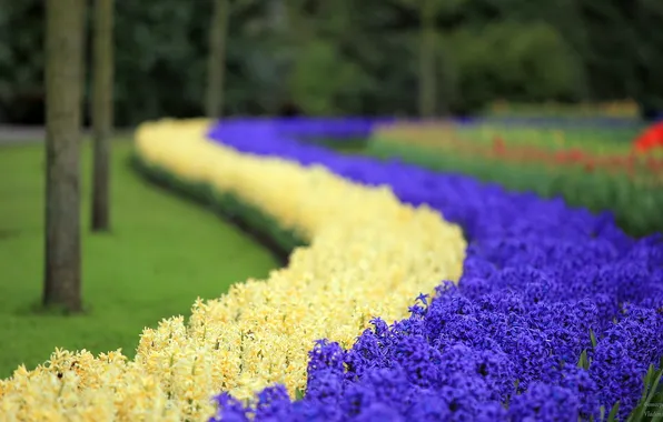 Цветы, гиацинт, парк цветов Кекенхоф