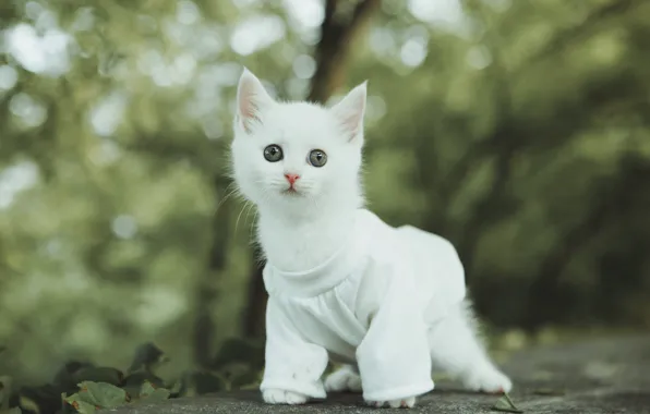 Кошка, белый, природа, парк, котенок, одежда, малыш, кофточка
