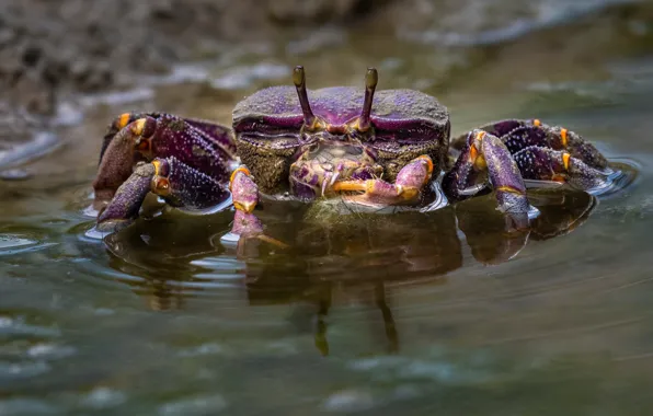 Фиолетовый, взгляд, вода, краб, водоем